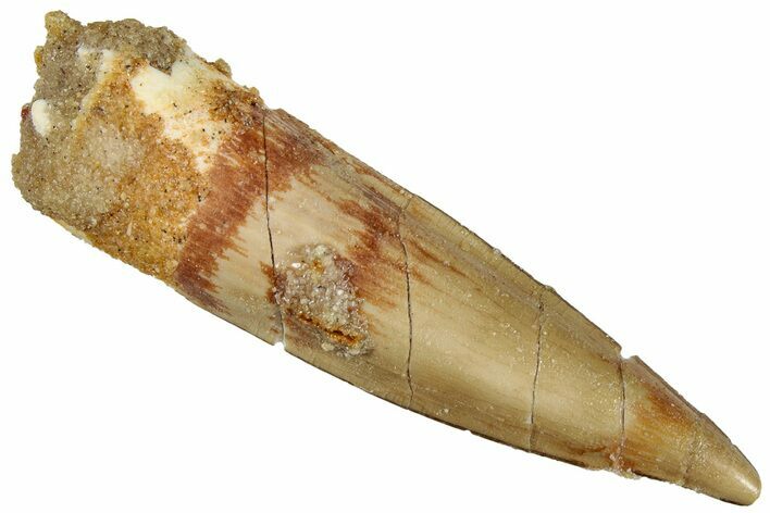Bargain, Fossil Spinosaurus Tooth - Real Dinosaur Tooth #292710